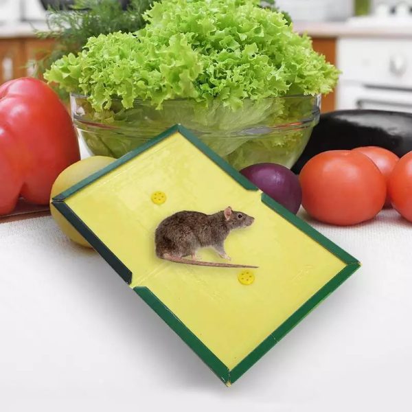 Mouse And Rat Glue Board
